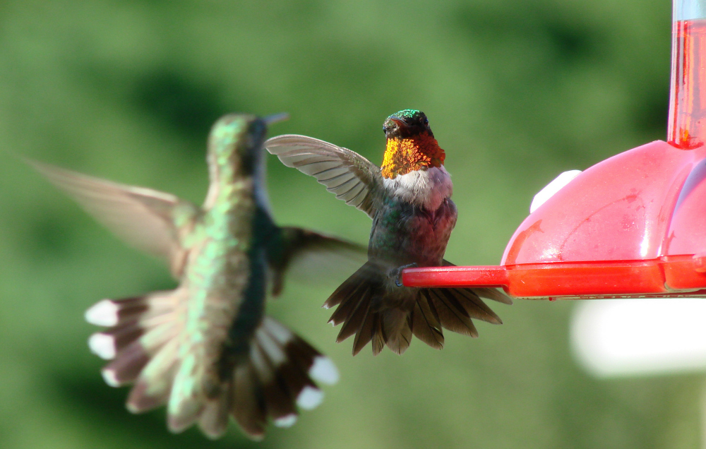 How to Create a Hummingbird Garden